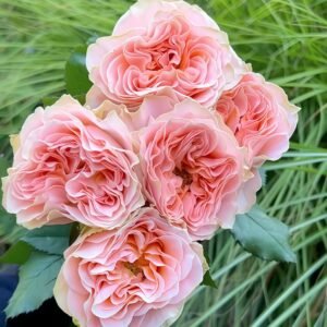 Living Coral Rose