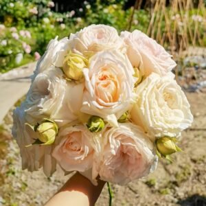 Madame Anisette Rose Plant