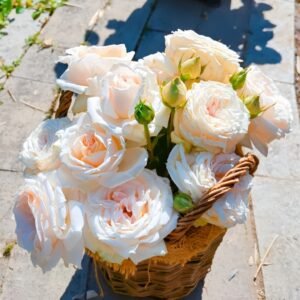 Madame Anisette Rose Plant