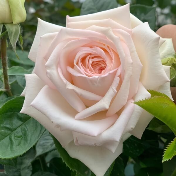 Madame Anisette Rose Plant