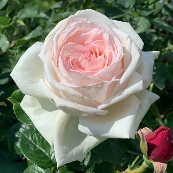 Madame Anisette Rose Plant