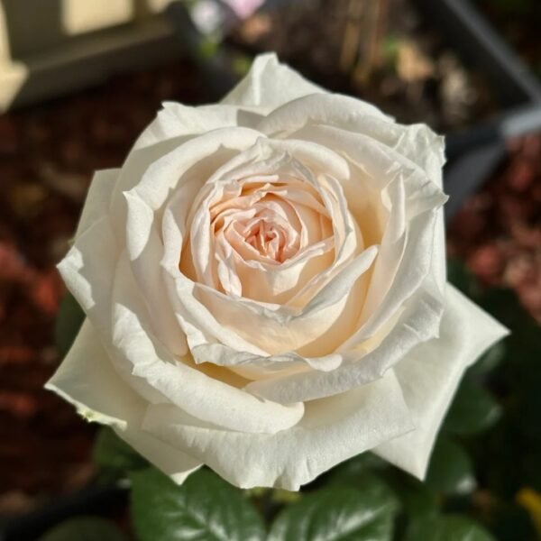 Madame Anisette Rose Plant