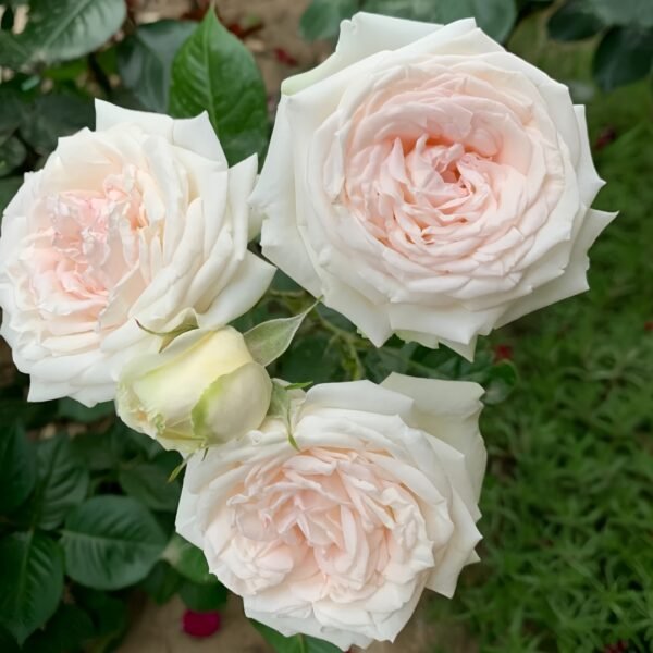 Madame Anisette Rose Plant