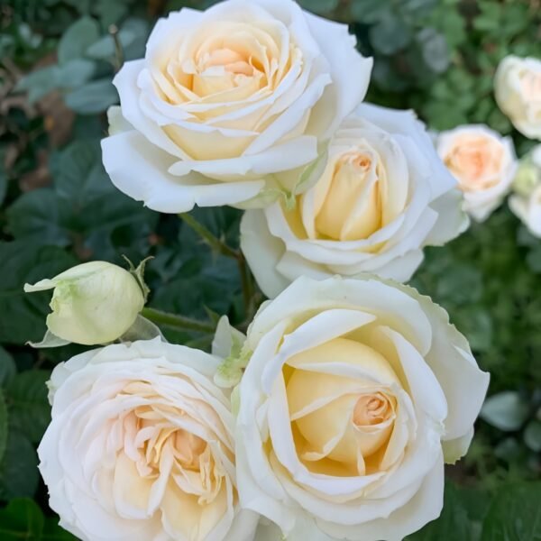 Madame Anisette Rose Plant