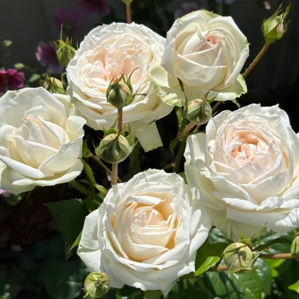 Madame Anisette Rose Plant