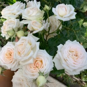 Madame Anisette Rose Plant