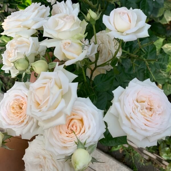 Madame Anisette Rose Plant