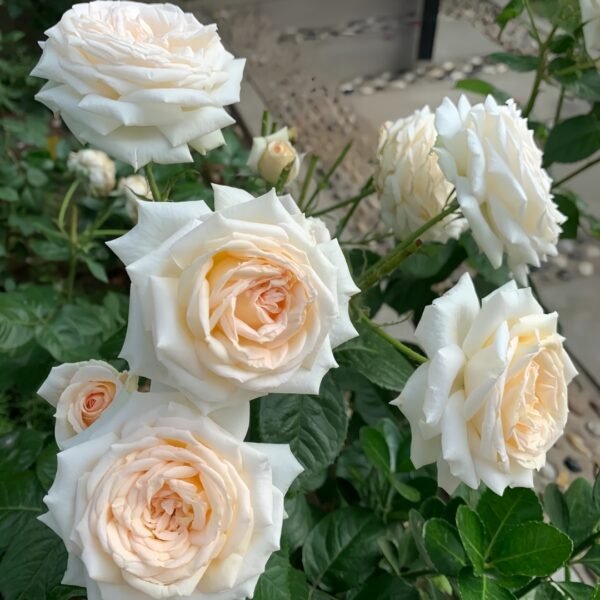 Madame Anisette Rose Plant