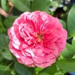 Magic Rokoko Rose