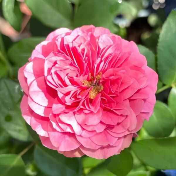 Magic Rokoko Rose01 Magic Rokoko Rose