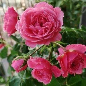 Magic Rokoko Rose