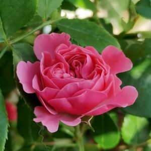 Magic Rokoko Rose