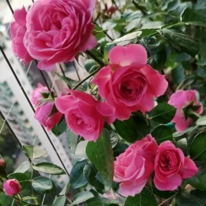 Magic Rokoko Rose Plant|魔术洛可可 - 图片 5