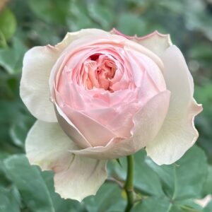 Mansfield Park Rose