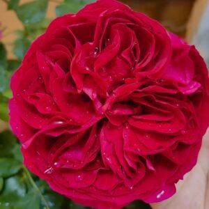 Marietta Rose
