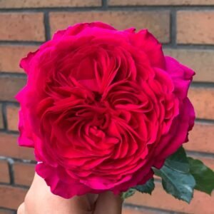 Marietta Rose