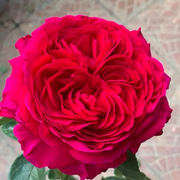 Marietta Rose