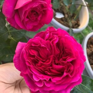 Marietta Rose