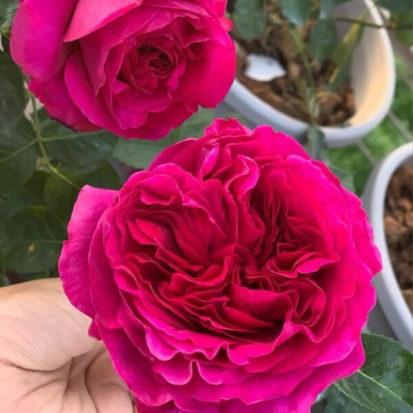 Marietta Rose