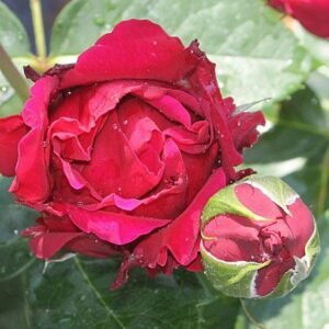 Marietta Rose