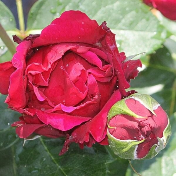 Marietta Rose