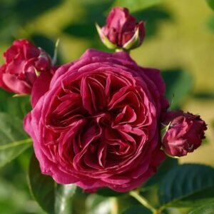 Marietta Rose