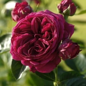 Marietta Rose