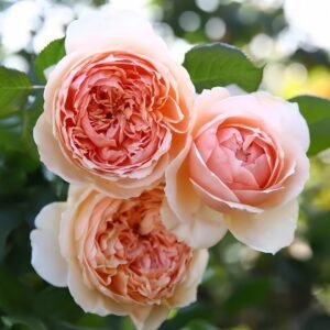 Masora Rose