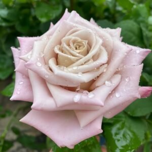 Menta Rose