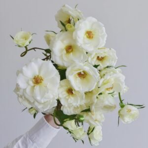 Mentor Rose