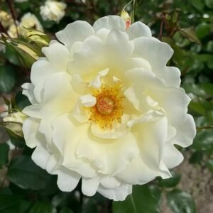 Mentor Rose