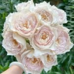 Milky Pearl Rose