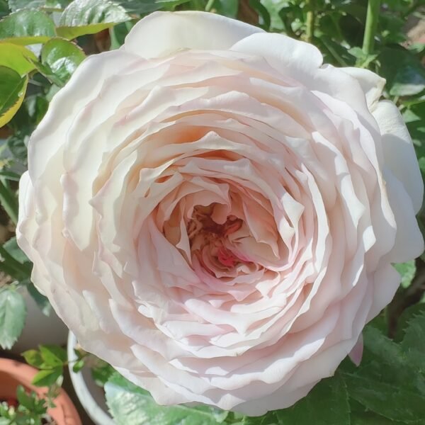Milky Pearl Rose