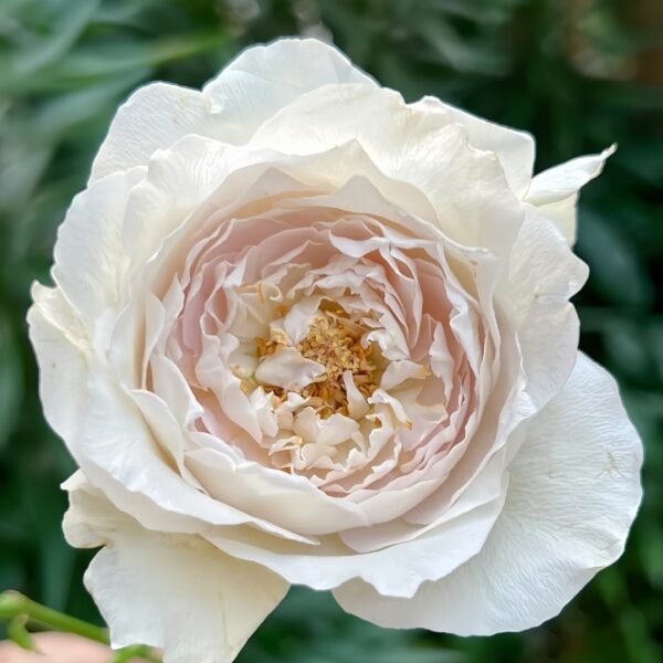 Milky Pearl Rose