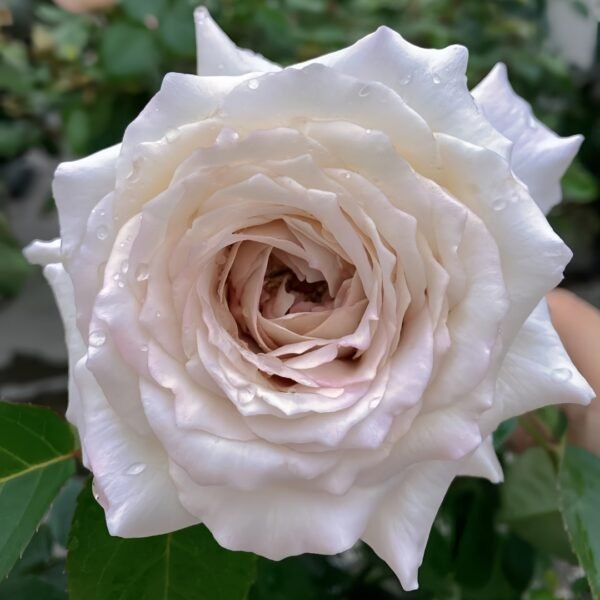 Milky Pearl Rose