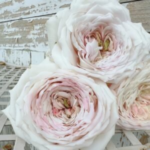 Milky Pearl Rose