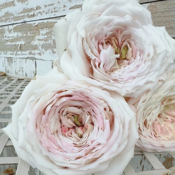 Milky Pearl Rose