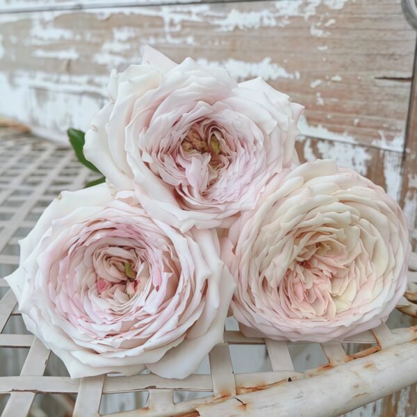 Milky Pearl Rose