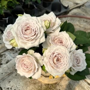 Milky Pearl Rose