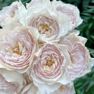 Milky Pearl Rose