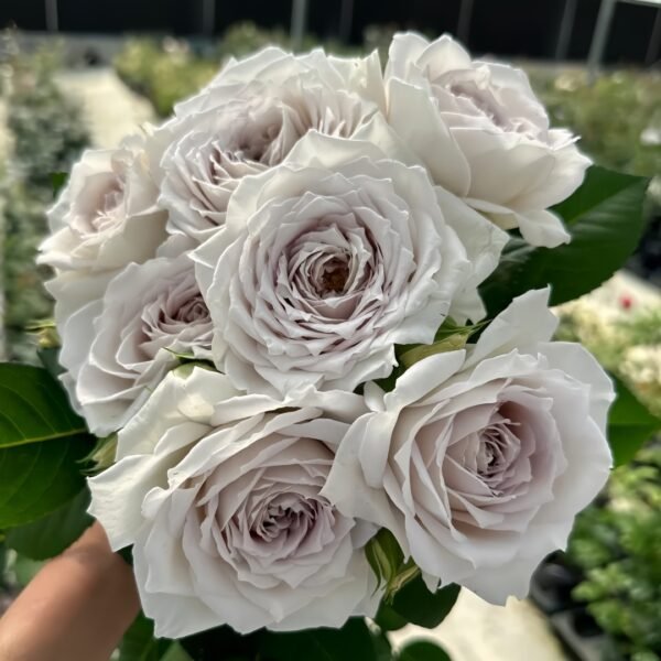 Milky Pearl Rose
