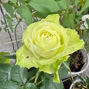 Mint Tea Rose