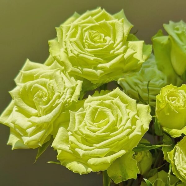 Mint Tea Rose