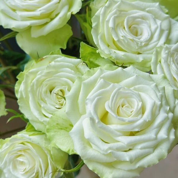 Mint Tea Rose