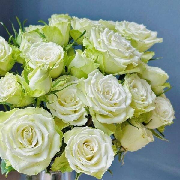 Mint Tea Rose