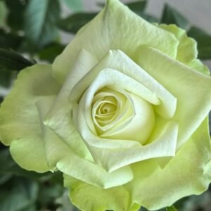 Mint Tea Rose