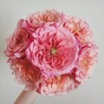 Miyabi Rose