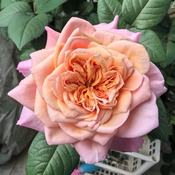 Miyabi Rose