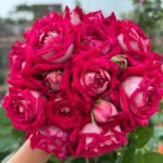 Monica Bellucci Rose