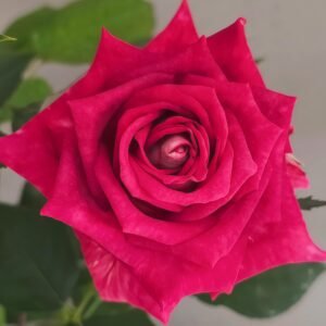 Monica Bellucci Rose